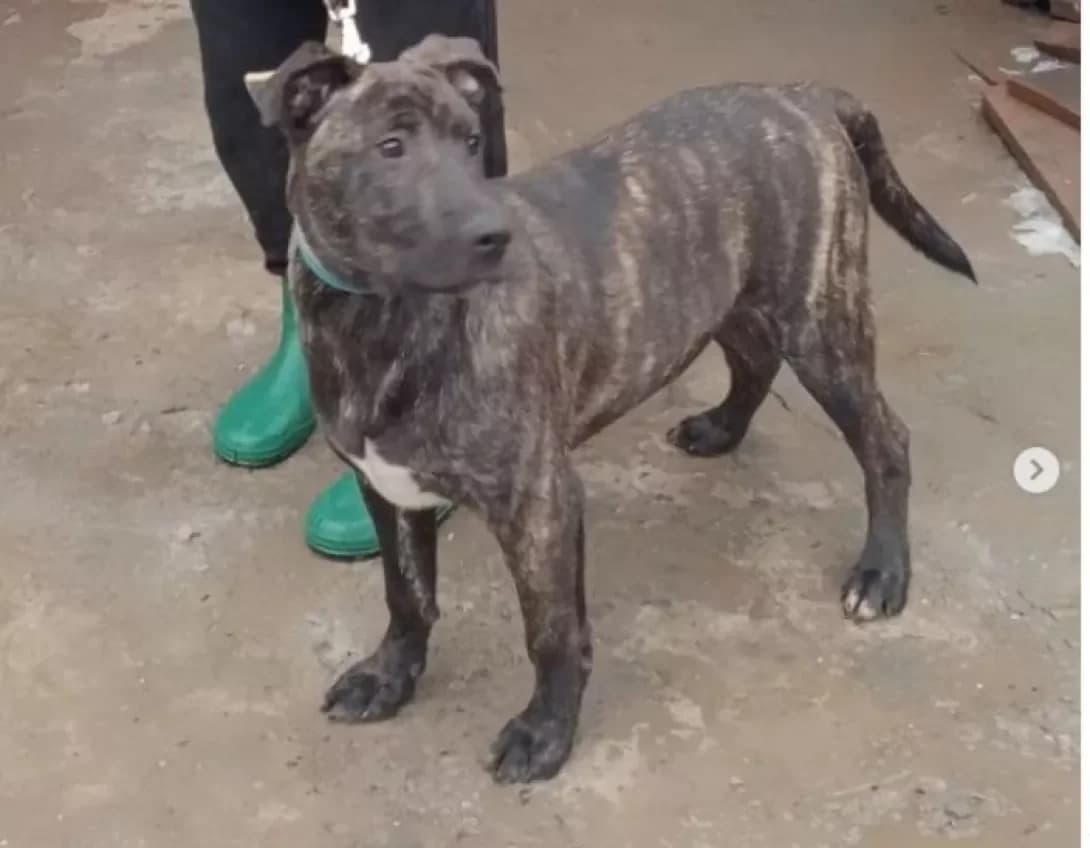 Rad (Рад), Mixed Breed (Happy Paw Dnipro)