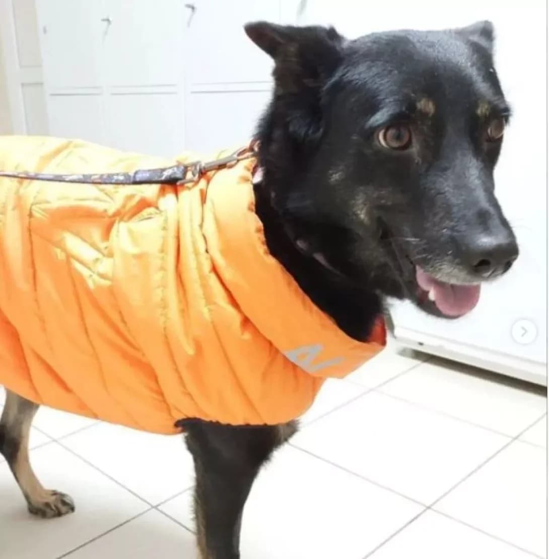 Lada (Лада), Mixed Breed (Happy Paw Dnipro)