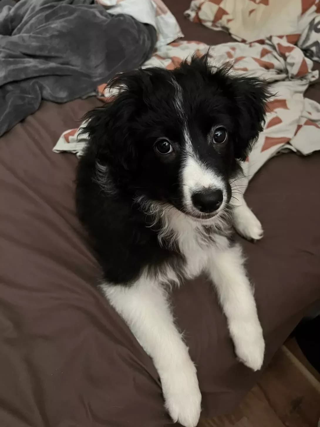 Mira (Міра), female young Border Collie for adoption at Happy Paw Kyiv