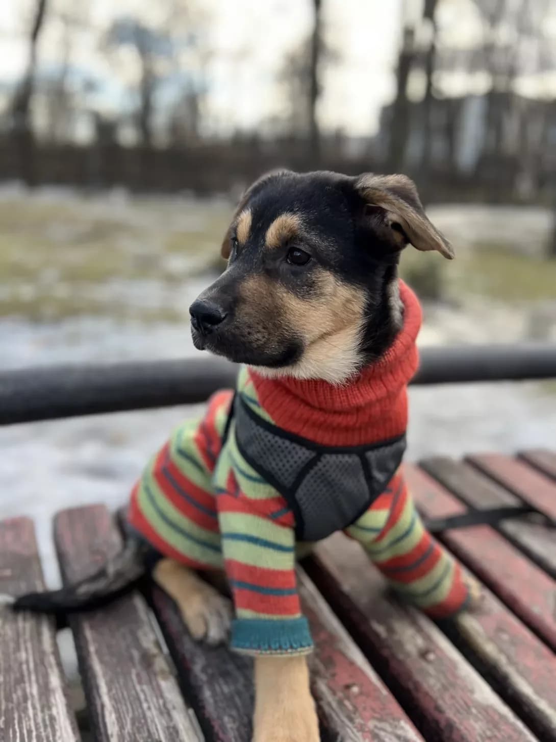 Tori (Торі), female young Mixed Breed for adoption at Happy Paw Kyiv