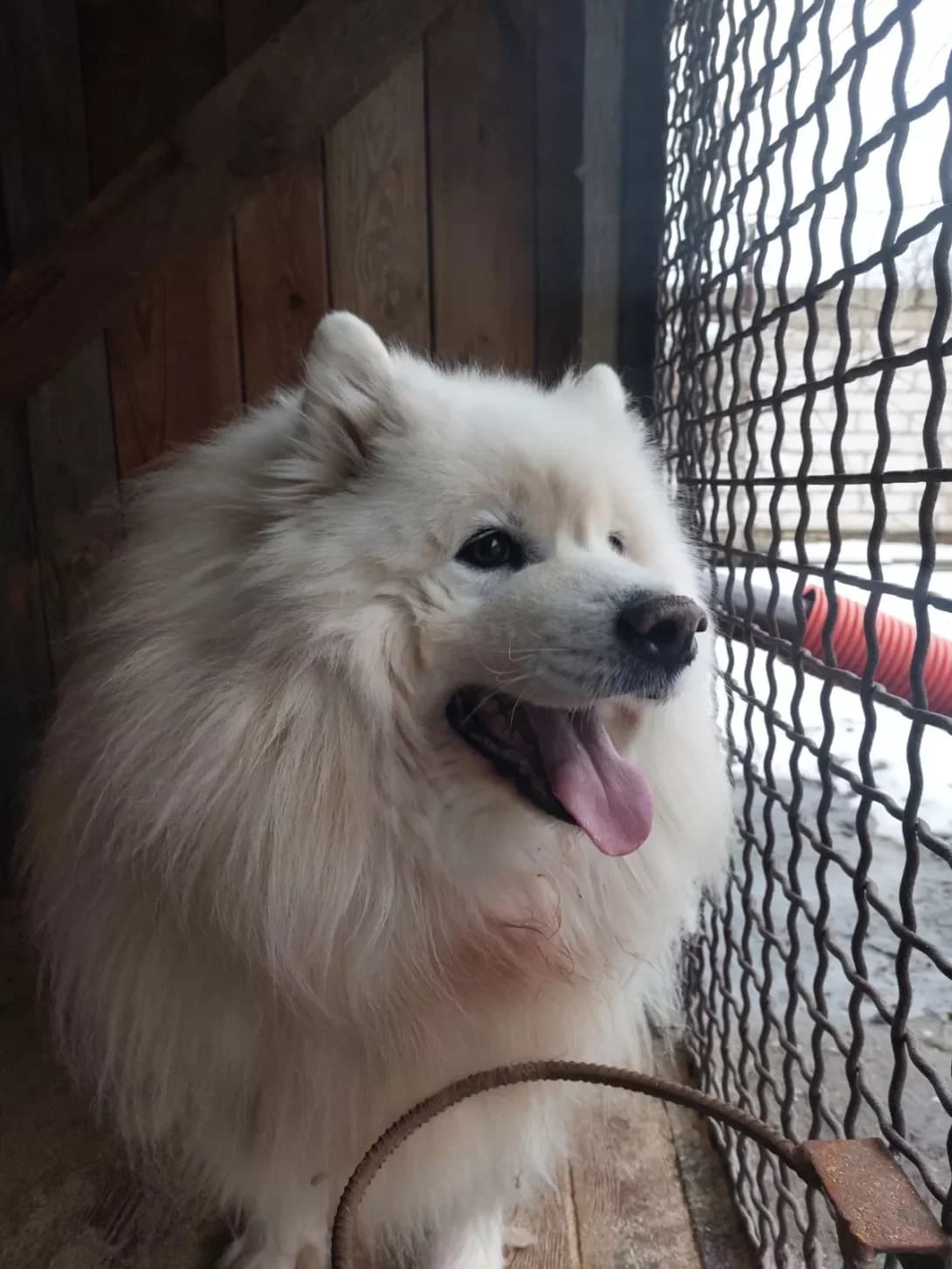 Kosya (Кося), male 5yo Mixed Breed for adoption at Happy Paw Kyiv