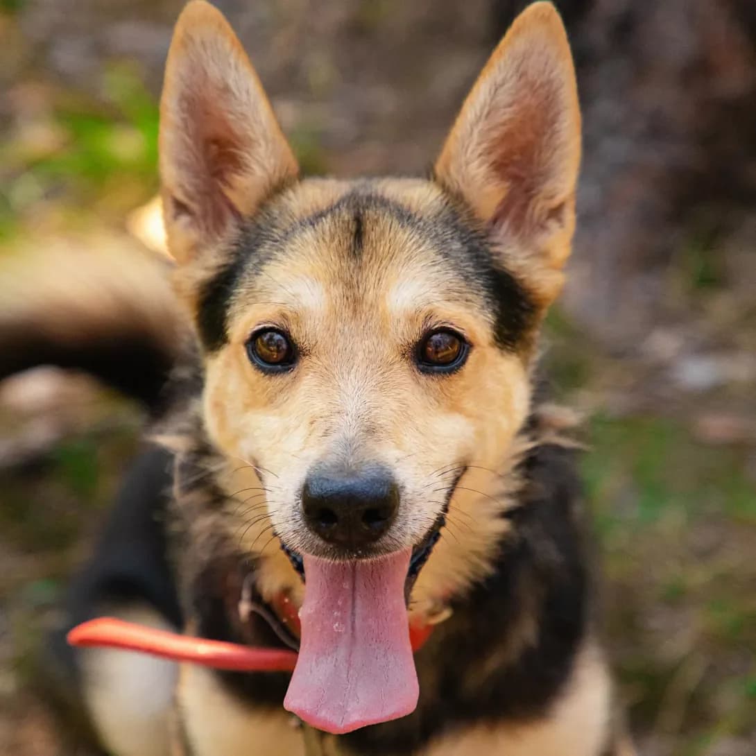 Nolik (Нолік), male 5yo Mixed Breed for adoption at Happy Paw Kyiv