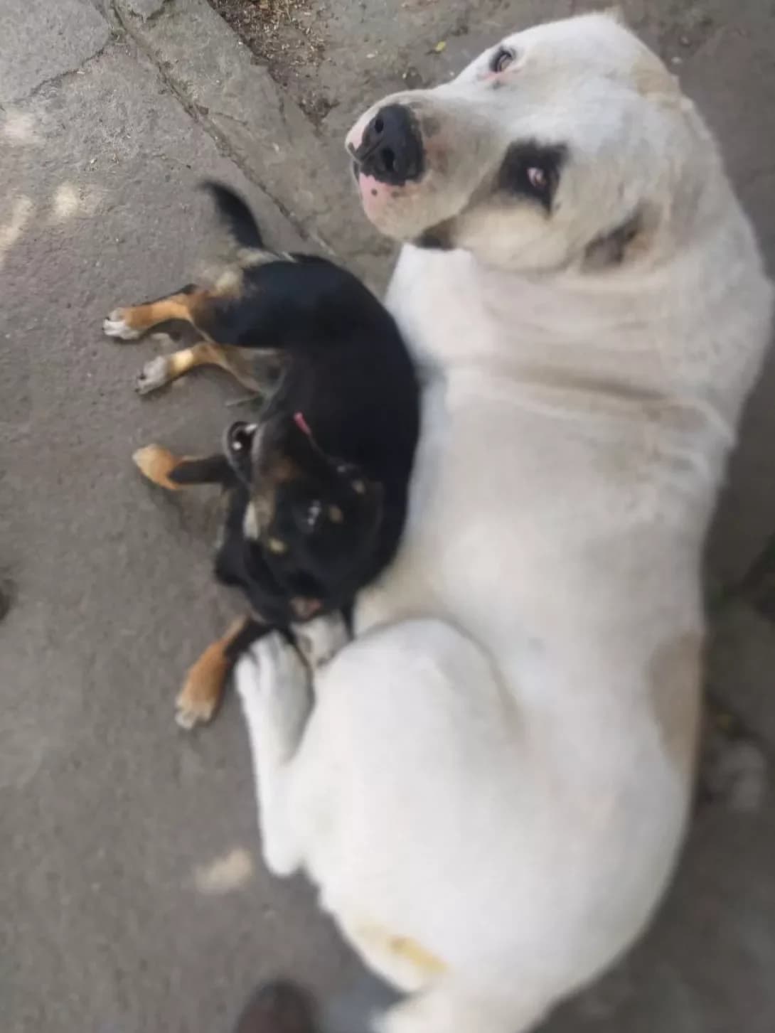 Ayka (Айка), female senior Mixed Breed for adoption at Happy Paw Kyiv