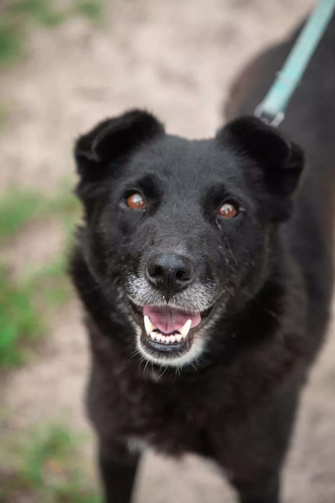 Tina (Тіна), female senior Mixed Breed for adoption at Happy Paw Kyiv