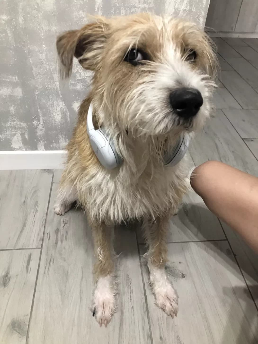 Kobi (Кобі), male 4yo Mixed Breed for adoption at Happy Paw Odesa