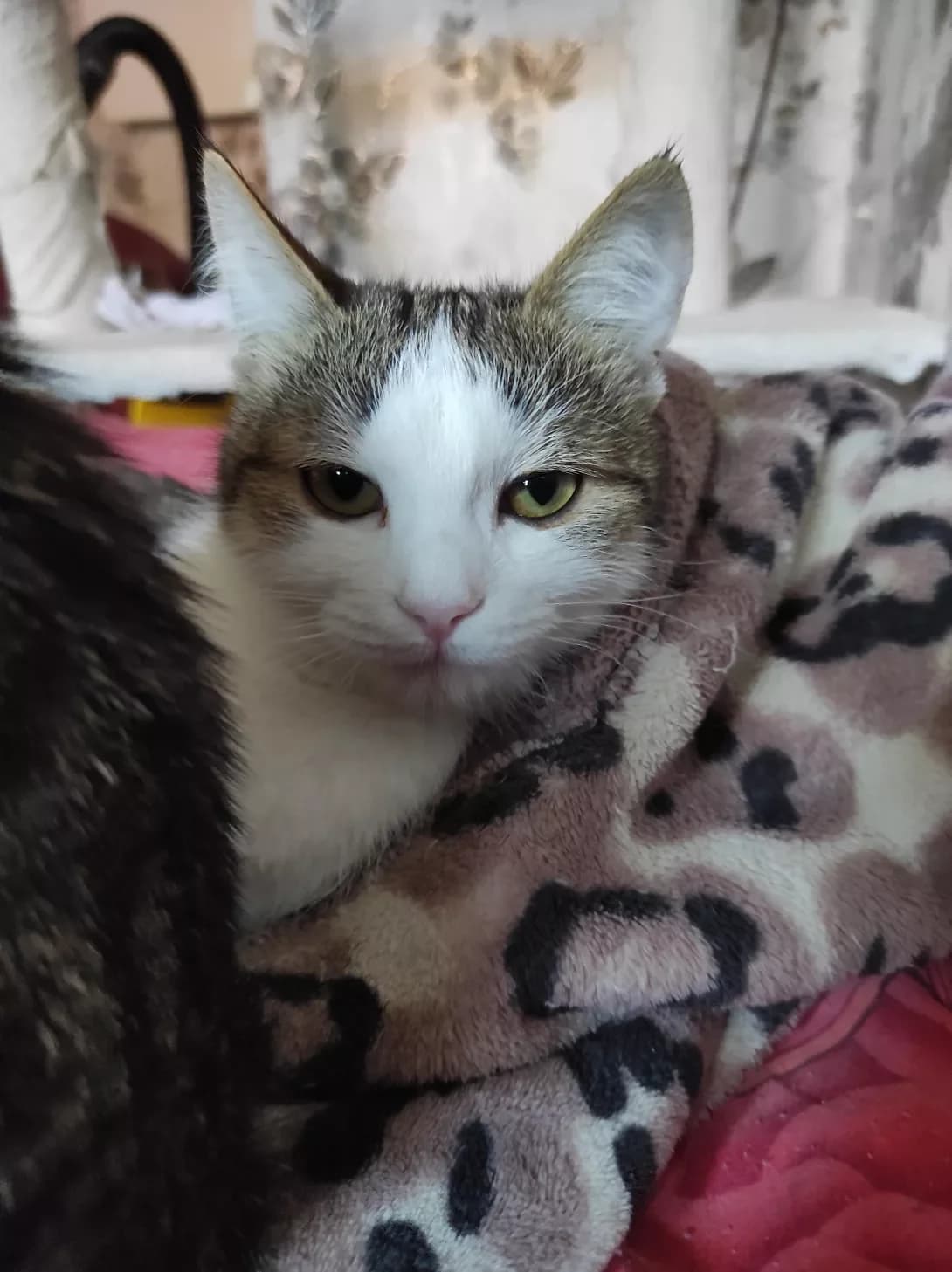 Busik (Бусік), male young Mixed Breed for adoption at Happy Paw Dnipro
