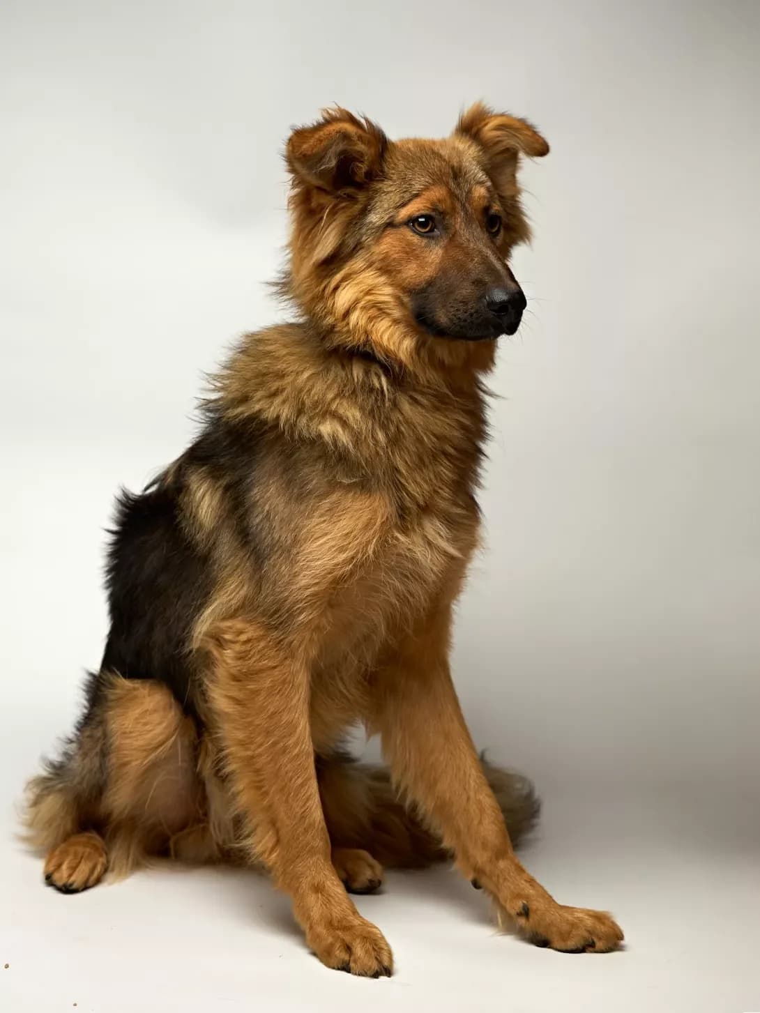 Baz (Баз), Mixed Breed (Happy Paw Kyiv Oblast)