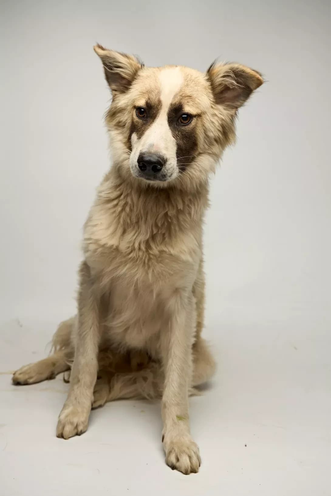 Oliver (Олівер), Mixed Breed (Happy Paw Kyiv Oblast)