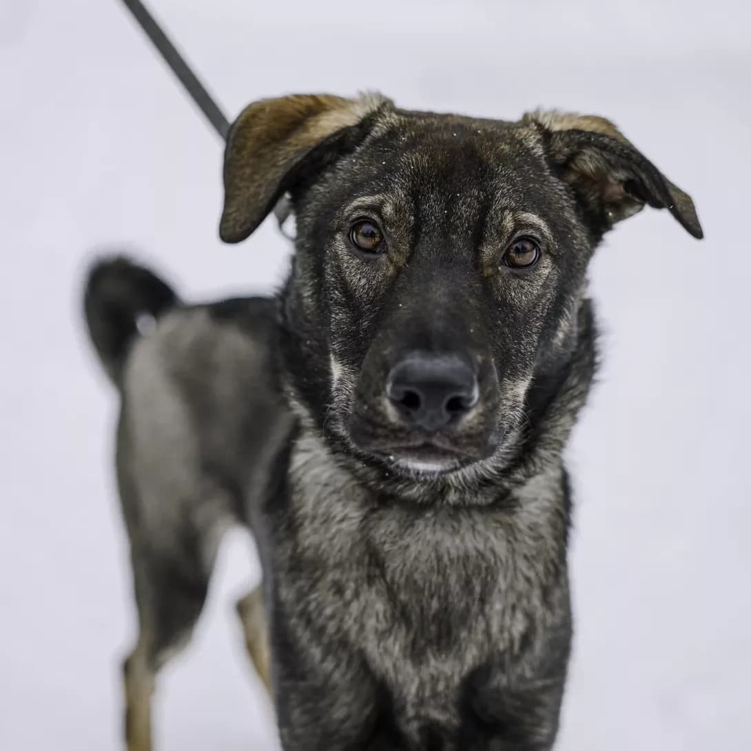 Chupik (Чупік), male 3yo Mixed Breed for adoption at Happy Paw Kyiv