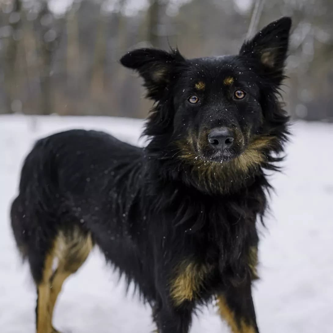 Khanna (Ханна), female 4yo Mixed Breed for adoption at Happy Paw Kyiv