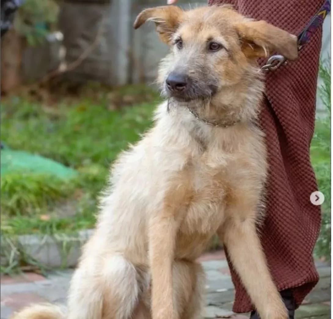 Bublik (Бублик), Mixed Breed (Happy Paw Dnipro)