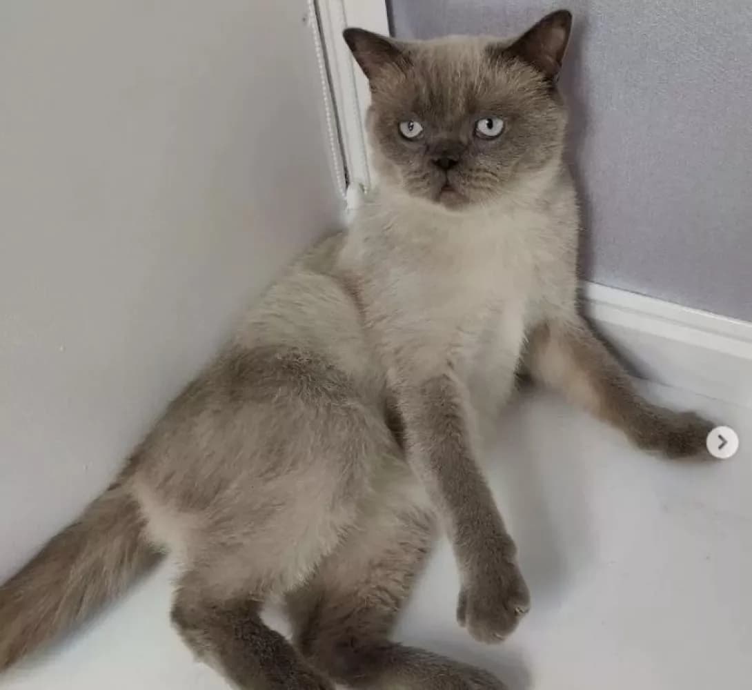 Kuzya (Кузя), male 5yo British Shorthair for adoption at Happy Paw Dnipro