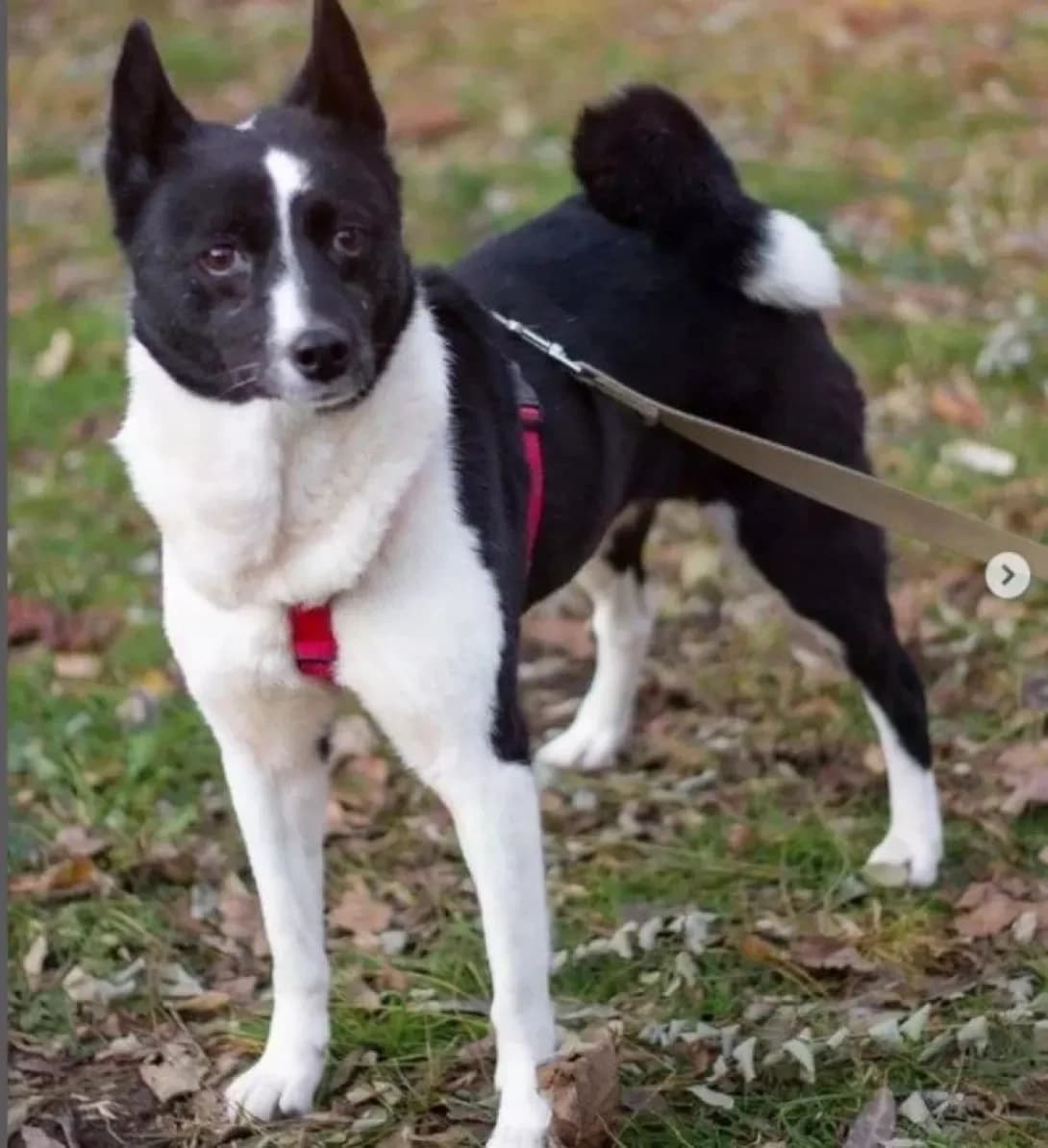 Leya (Лея), Mixed Breed (Happy Paw Dnipro)