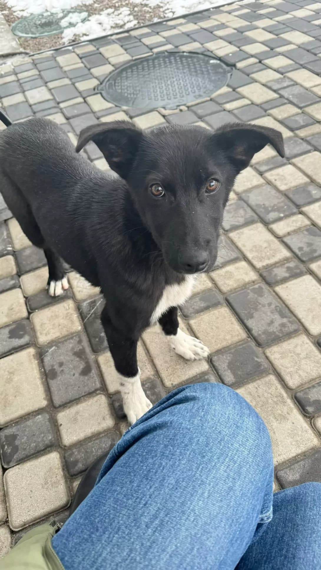 Bezpritulnya (nema klichki) (Безпритульня (нема клички)), male young Mixed Breed for adoption at Happy Paw Kyiv