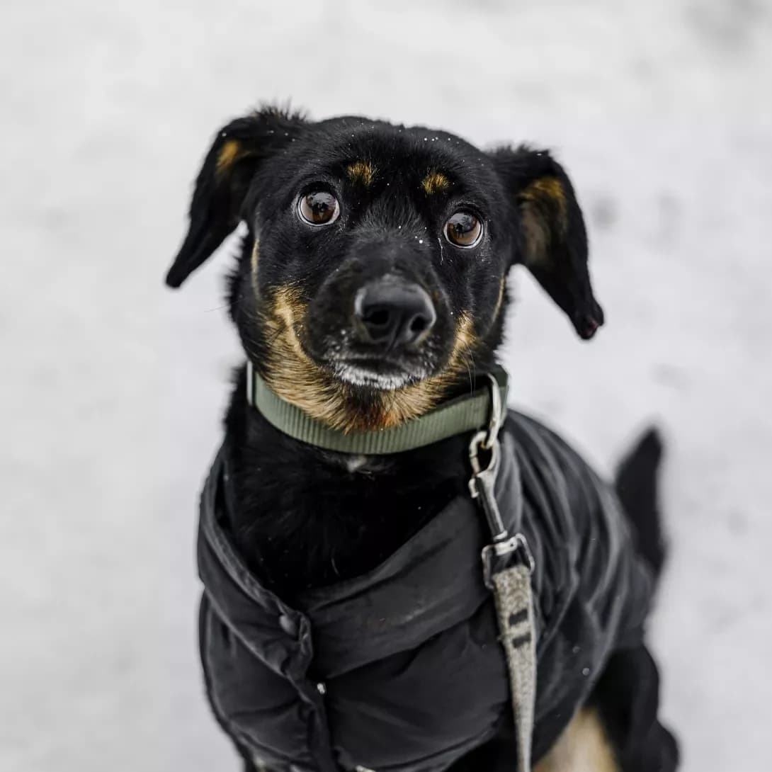 Zevs (Зевс), male 5yo Mixed Breed for adoption at Happy Paw Kyiv