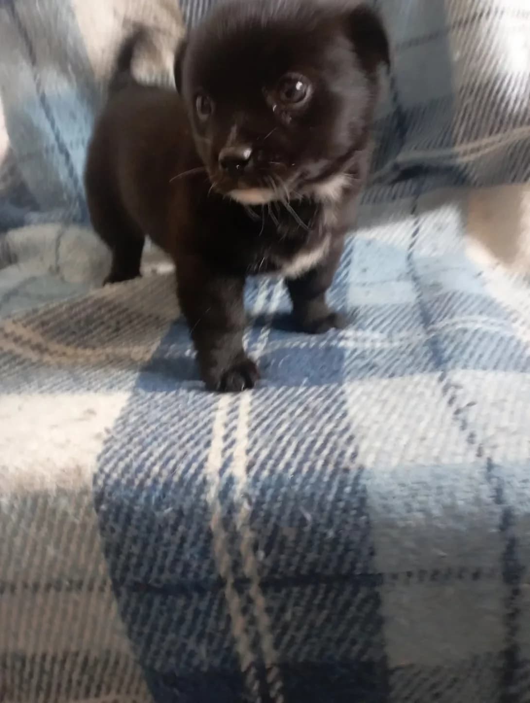 Printsesa (Принцеса), female young Mixed Breed for adoption at Happy Paw Kyiv