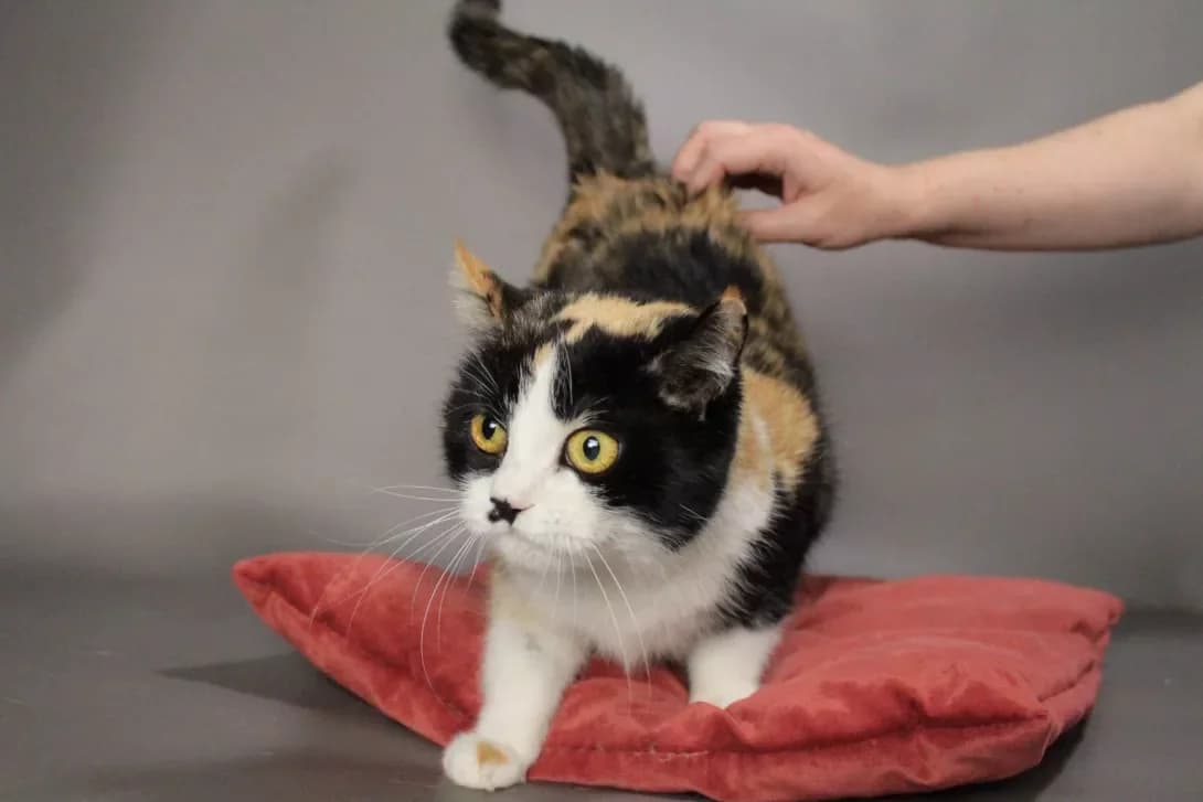 Oliviya (Олівія), female 6yo Mixed Breed for adoption at Happy Paw Kyiv