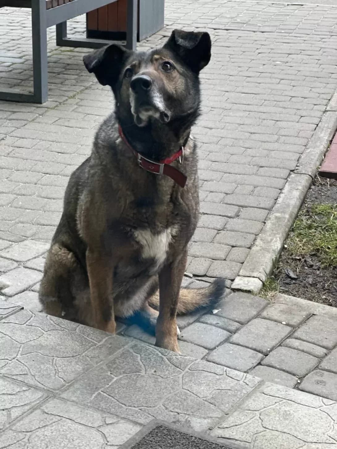Lana (Лана), female young Mixed Breed for adoption at Happy Paw Kyiv