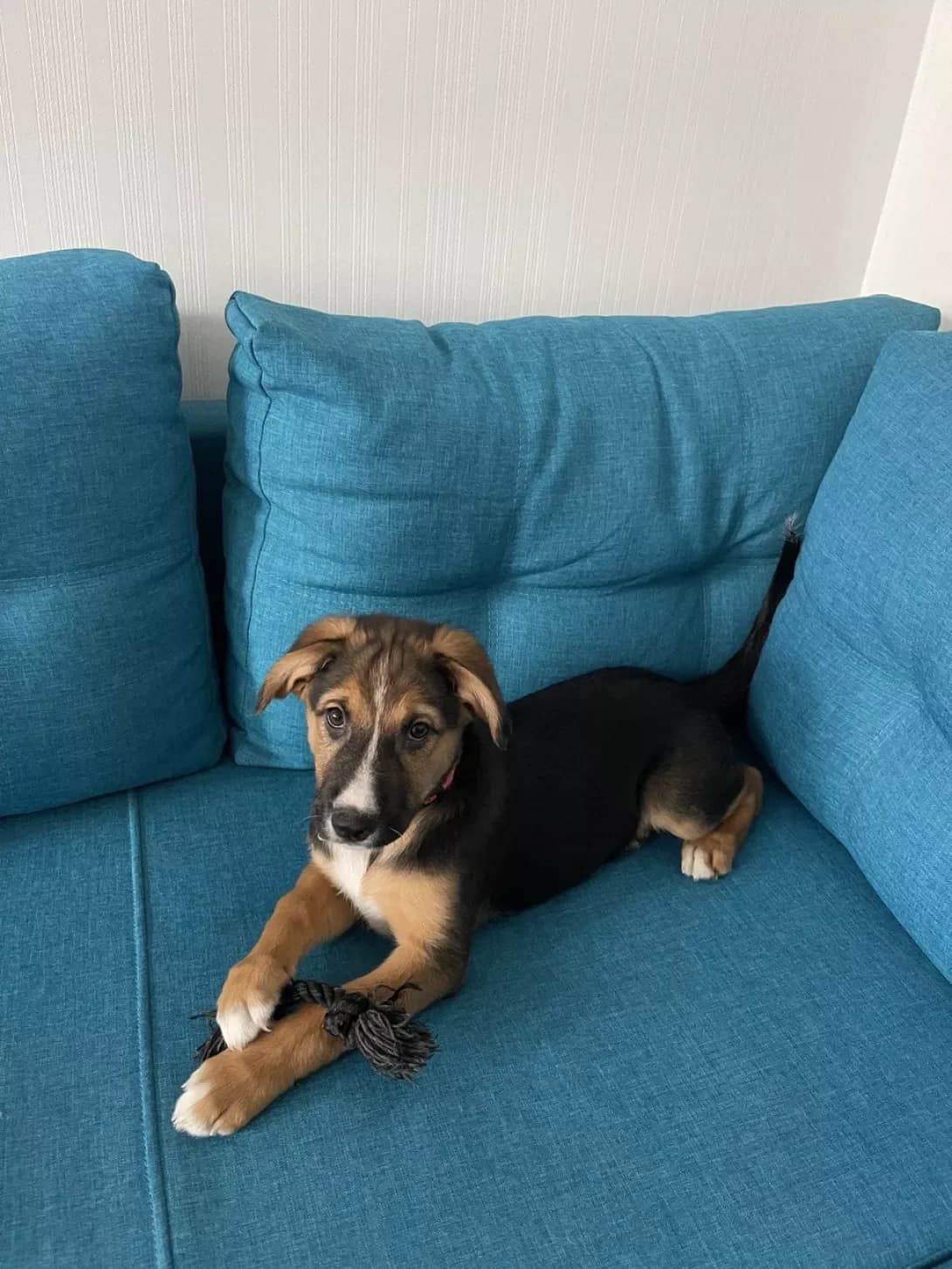 Sofi (Софі), female young Mixed Breed for adoption at Happy Paw Kyiv