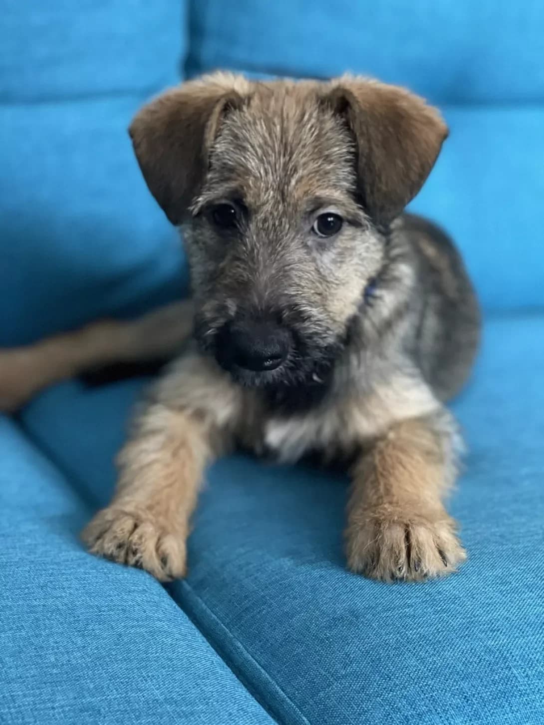 Chita (Чіта), Mixed Breed (Happy Paw Kyiv Oblast)