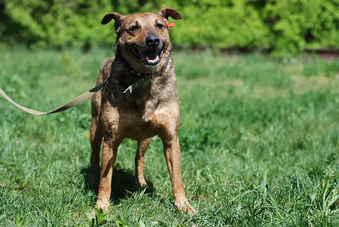 Ibitsa (Ібіца), female senior Mixed Breed for adoption at Happy Paw Kyiv Oblast
