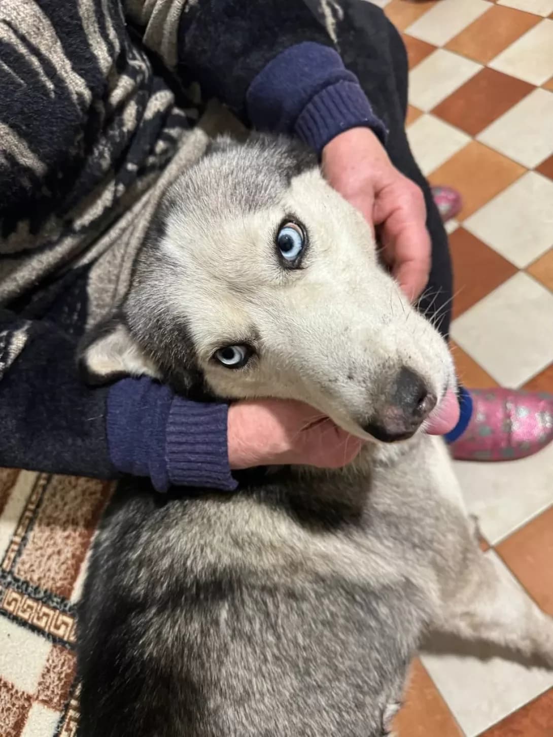 Dzhessi (Джессі), female 5yo Mixed Breed for adoption at Happy Paw Kirovohrad