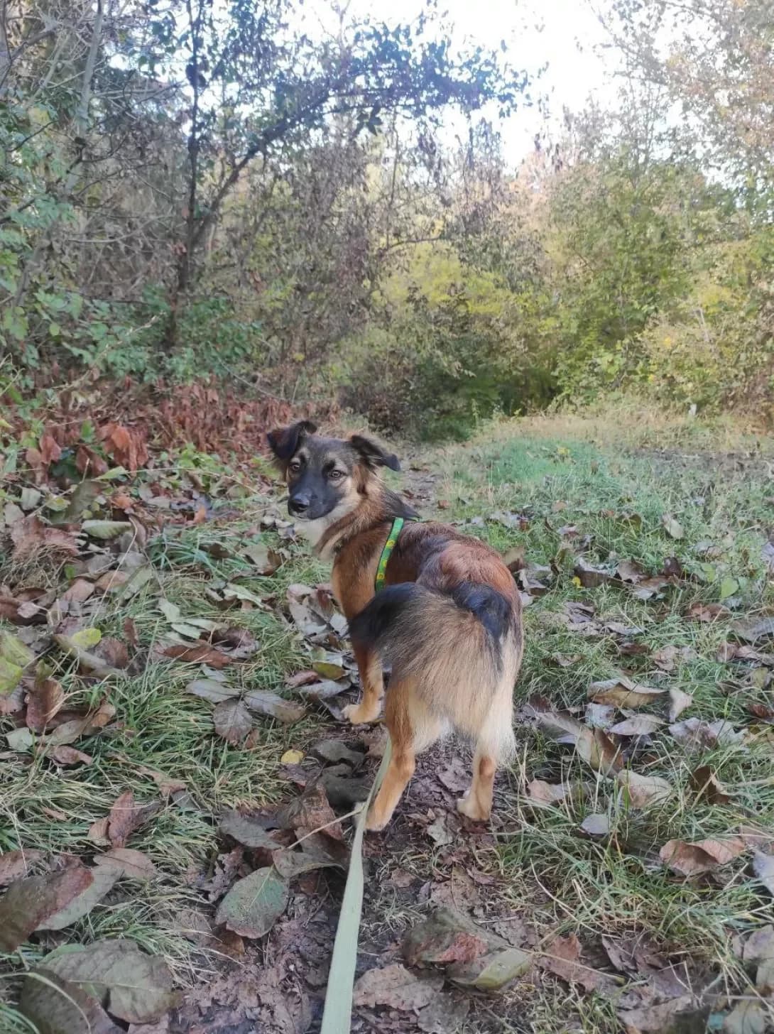 Silviya (Сільвія), female 3yo Mixed Breed for adoption at Happy Paw Vinnytsia Oblast