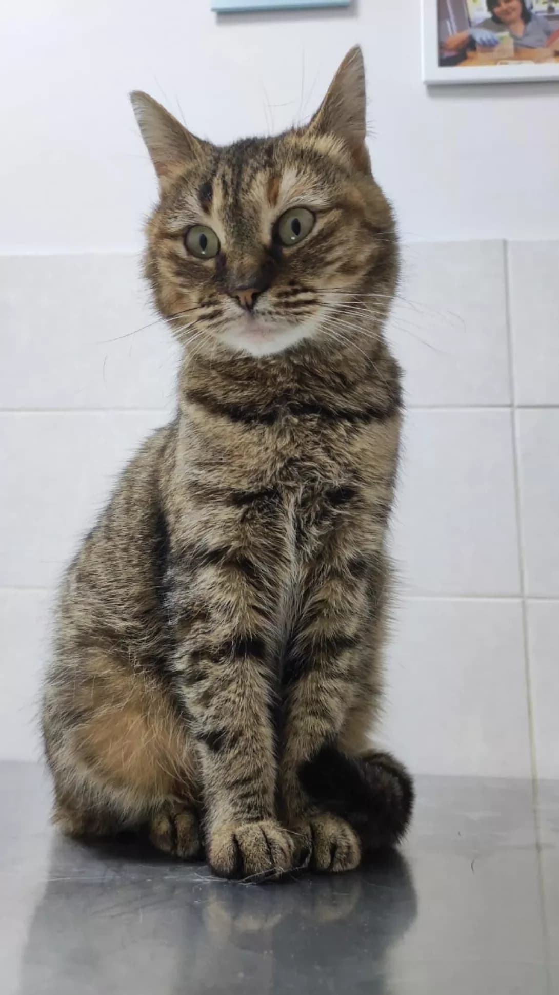 Sofi (Софі), Mixed Breed (Happy Paw Kharkiv)