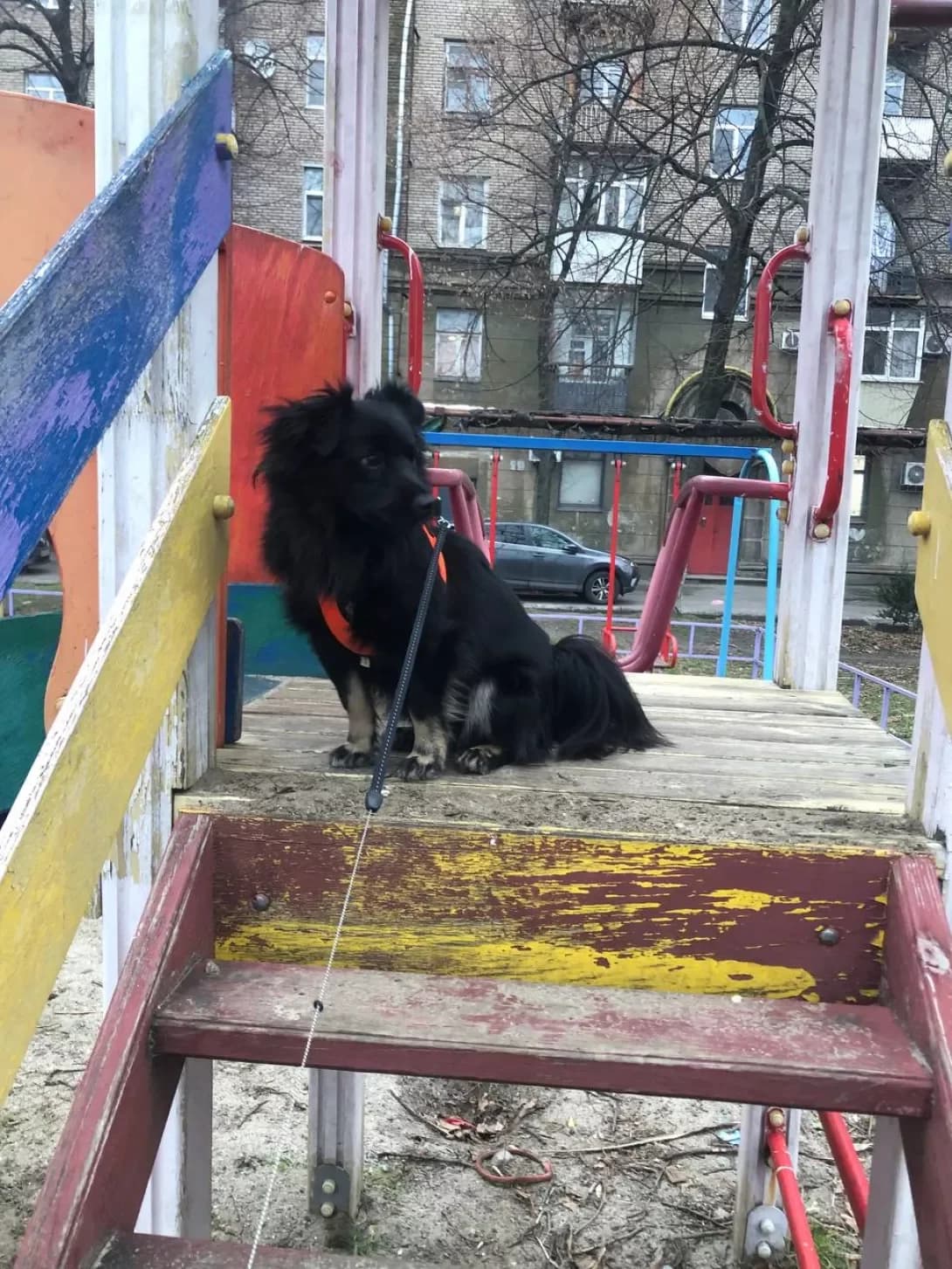 Dzhonni (Джонні), Mixed Breed (Happy Paw Dnipro)