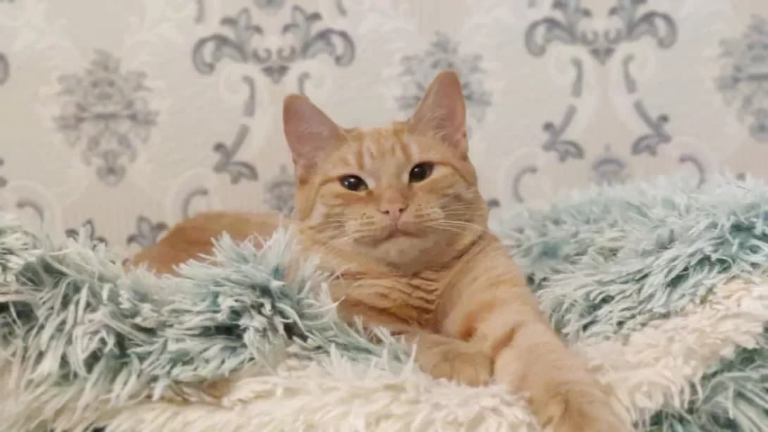 Ebbi (Еббі), Mixed Breed (Happy Paw Kyiv Oblast)