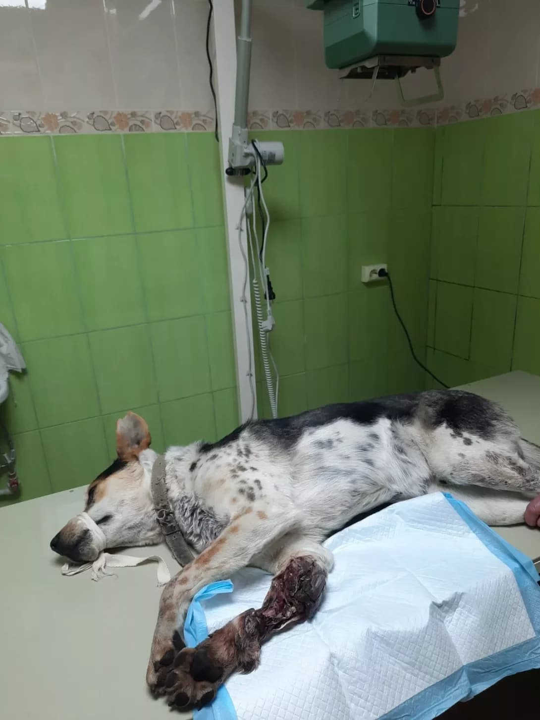 Badi (Баді), male 3yo Mixed Breed for adoption at Happy Paw Zaporizhzhia