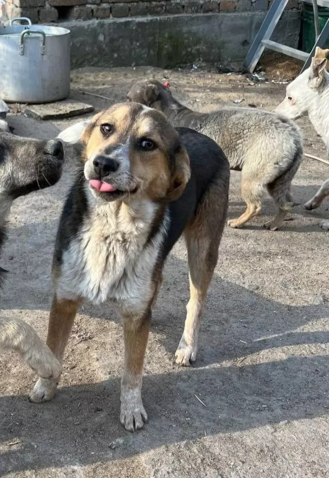 Tanya (Таня), female young Mixed Breed for adoption at Happy Paw Kirovohrad