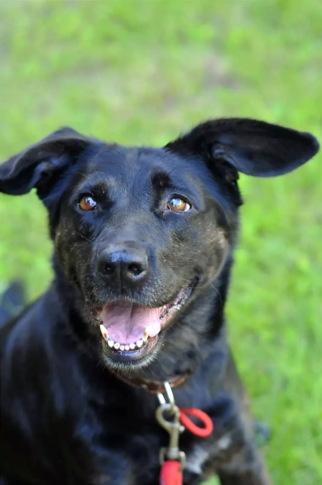 Tayra (Тайра), Mixed Breed (Happy Paw Kyiv Oblast)
