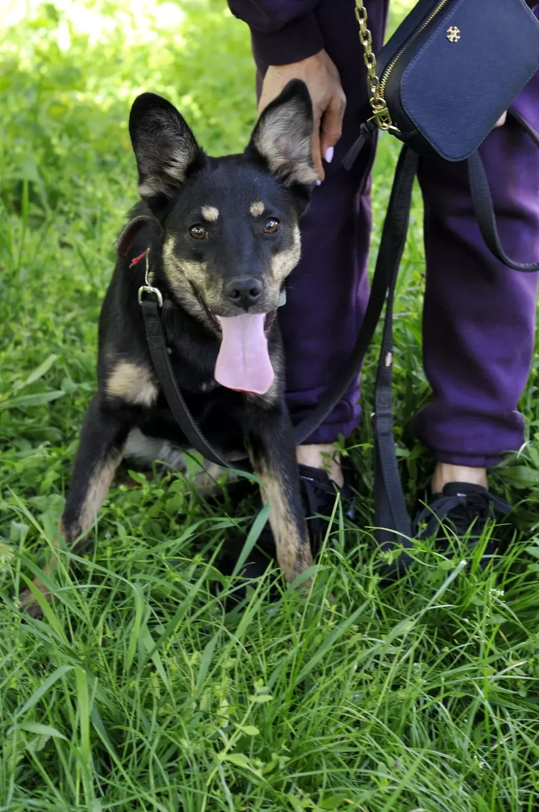 Mika (Міка), Mixed Breed (Happy Paw Kyiv Oblast)