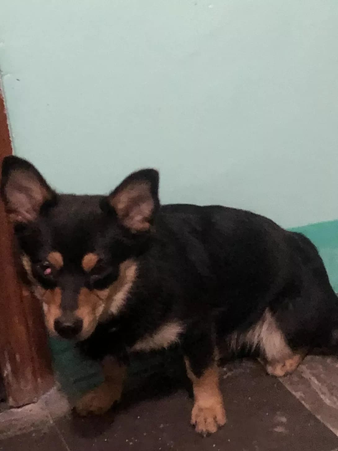 Nevidomo (Невідомо), male 3yo Mixed Breed for adoption at Happy Paw Kyiv