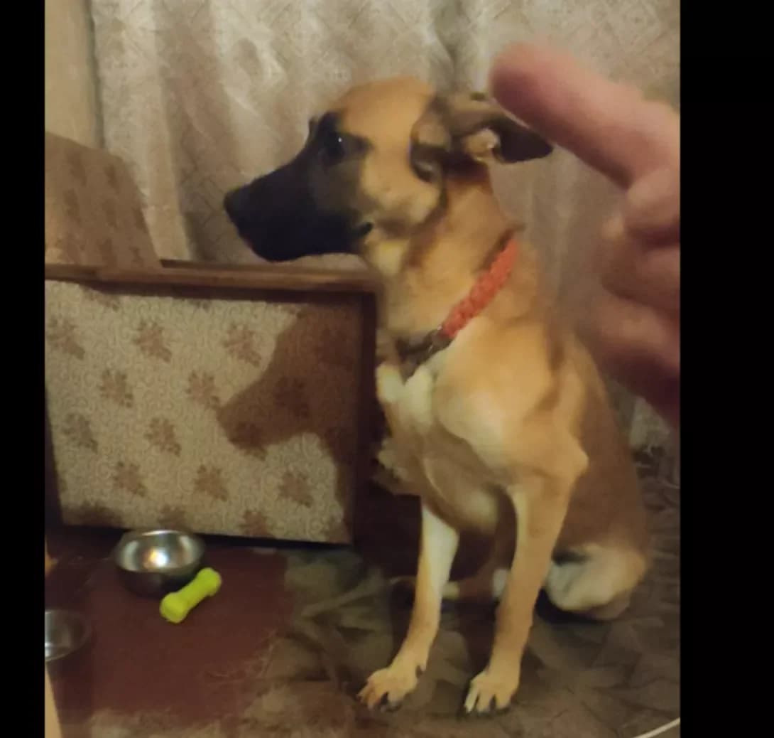 Lyukan (Люкан), male 4yo Mixed Breed for adoption at Happy Paw Kyiv