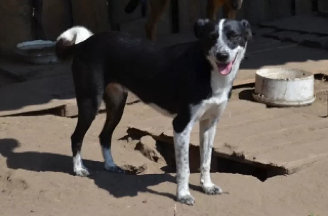 Rony, white  Mixed Breed for adoption at Arme Hunde – Gran Canaria, München