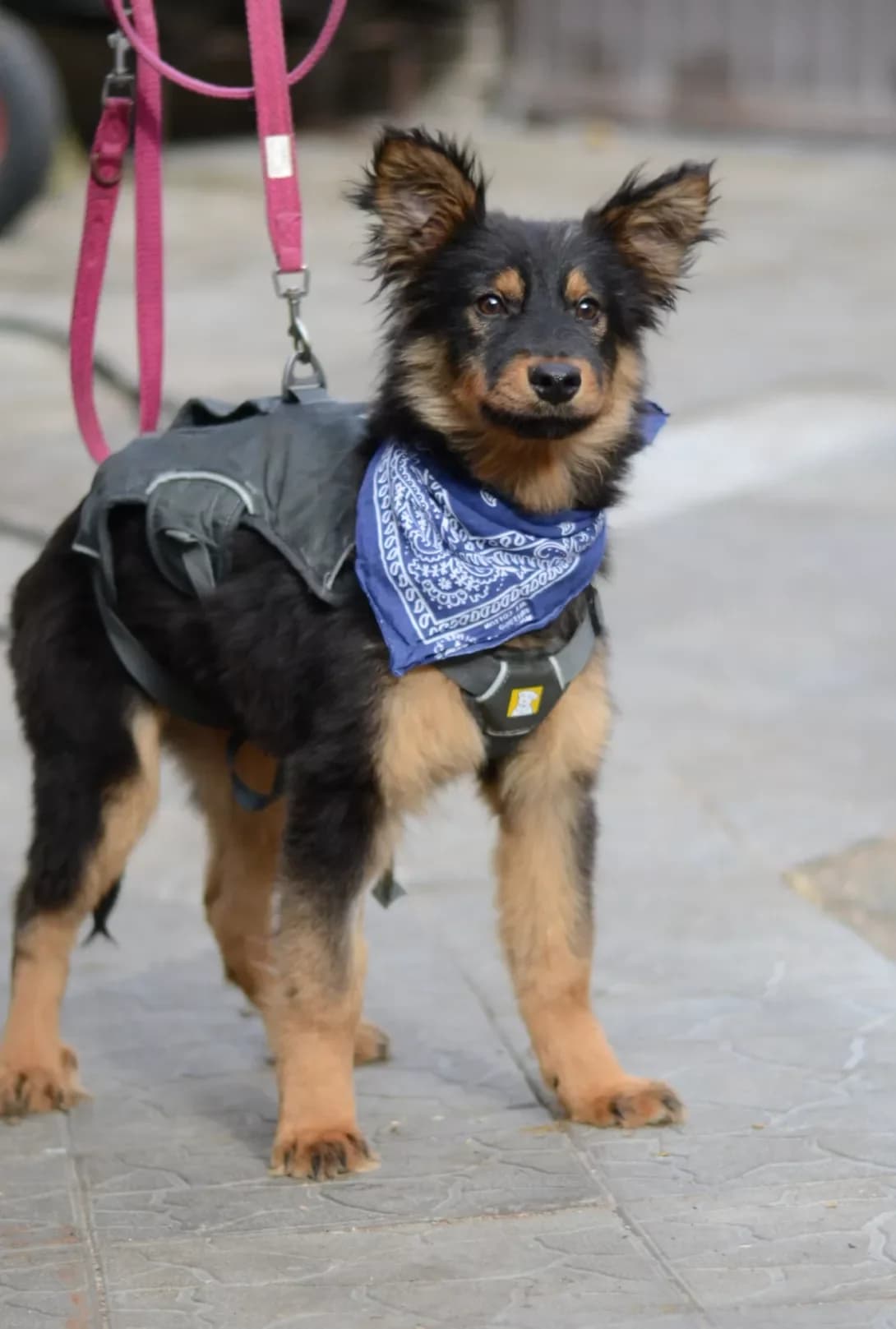 Sirius (Сіріус), Mixed Breed (Happy Paw Kyiv Oblast)