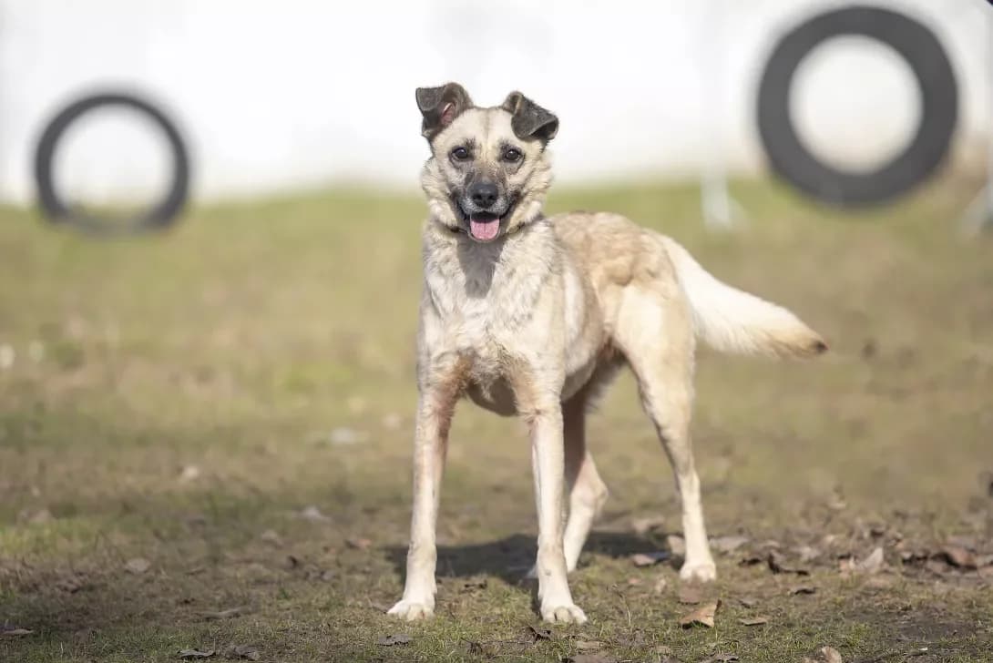 Tay (Тай), Mixed Breed (Happy Paw Kyiv Oblast)