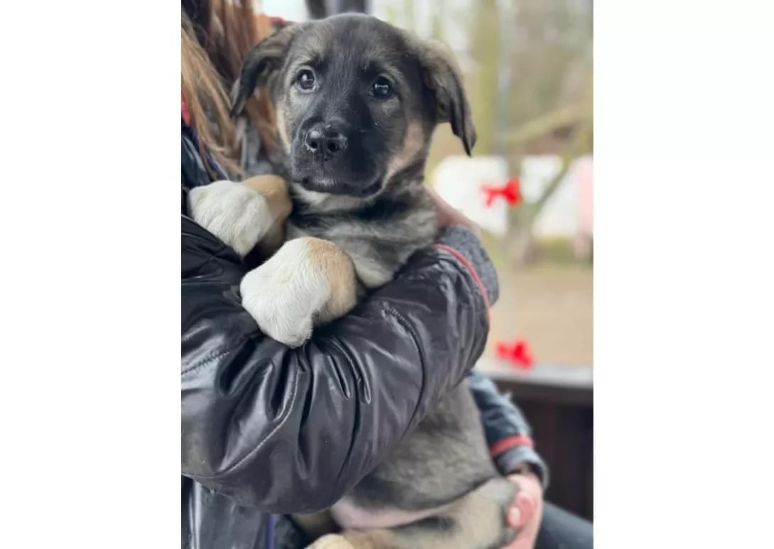 Tsutsenyata (Цуценята), male young Mixed Breed for adoption at Happy Paw Kyiv
