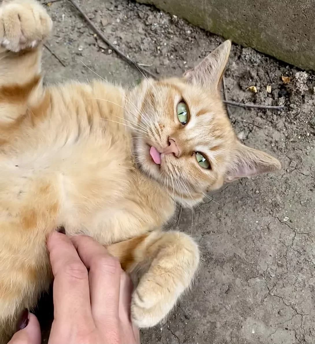 Rizhulya (Рижуля), female 4yo Mixed Breed for adoption at Happy Paw Odesa