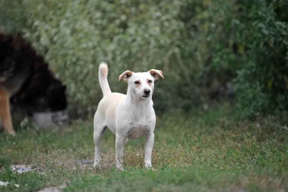 Whisky, white  Mixed Breed for adoption at Arme Hunde – Gran Canaria, München