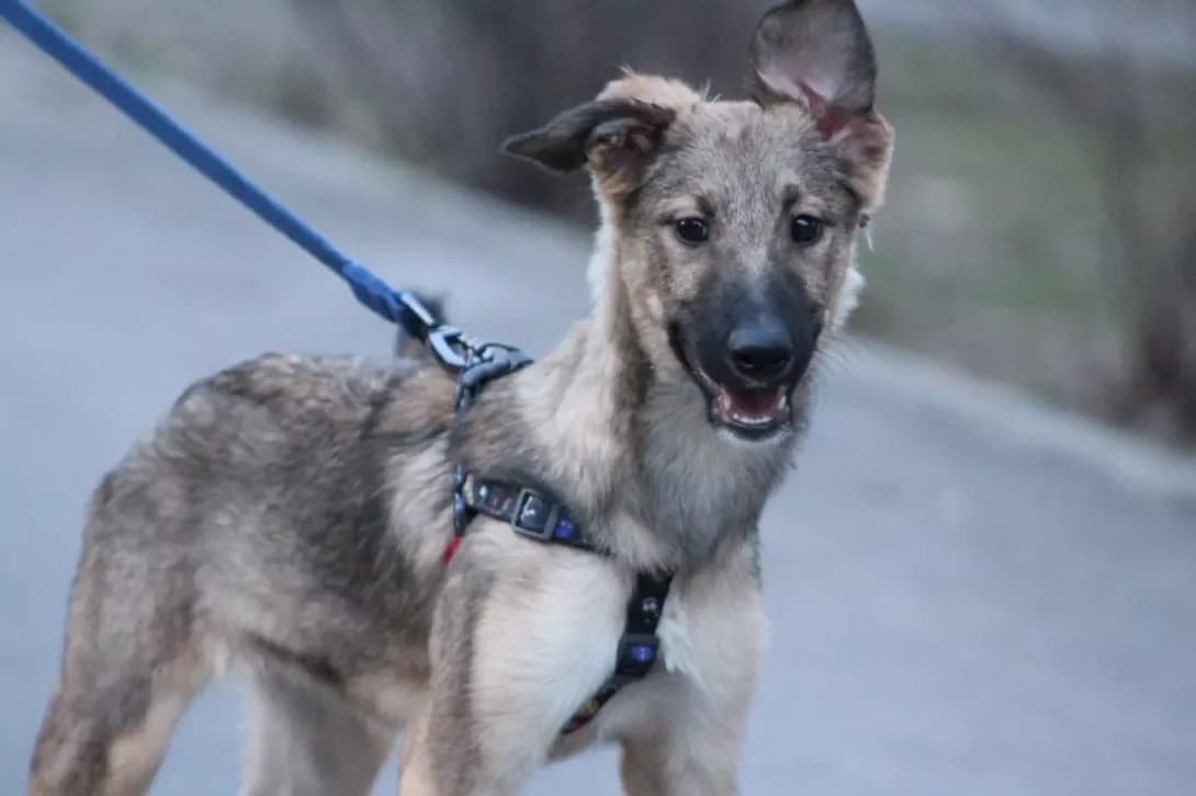Lisichka (Лісічка), female young Mixed Breed for adoption at Happy Paw Kyiv