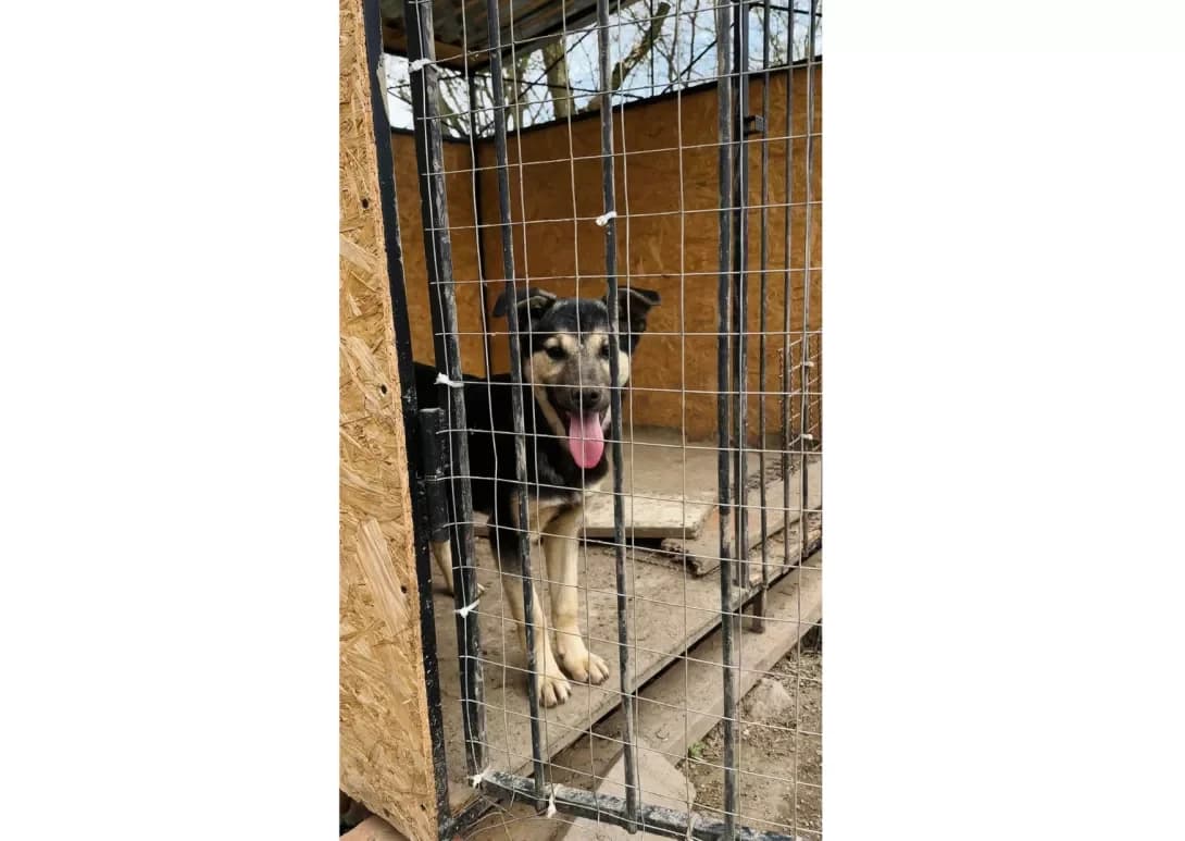 Divchinka (Дівчинка), female young Mixed Breed for adoption at Happy Paw Lviv