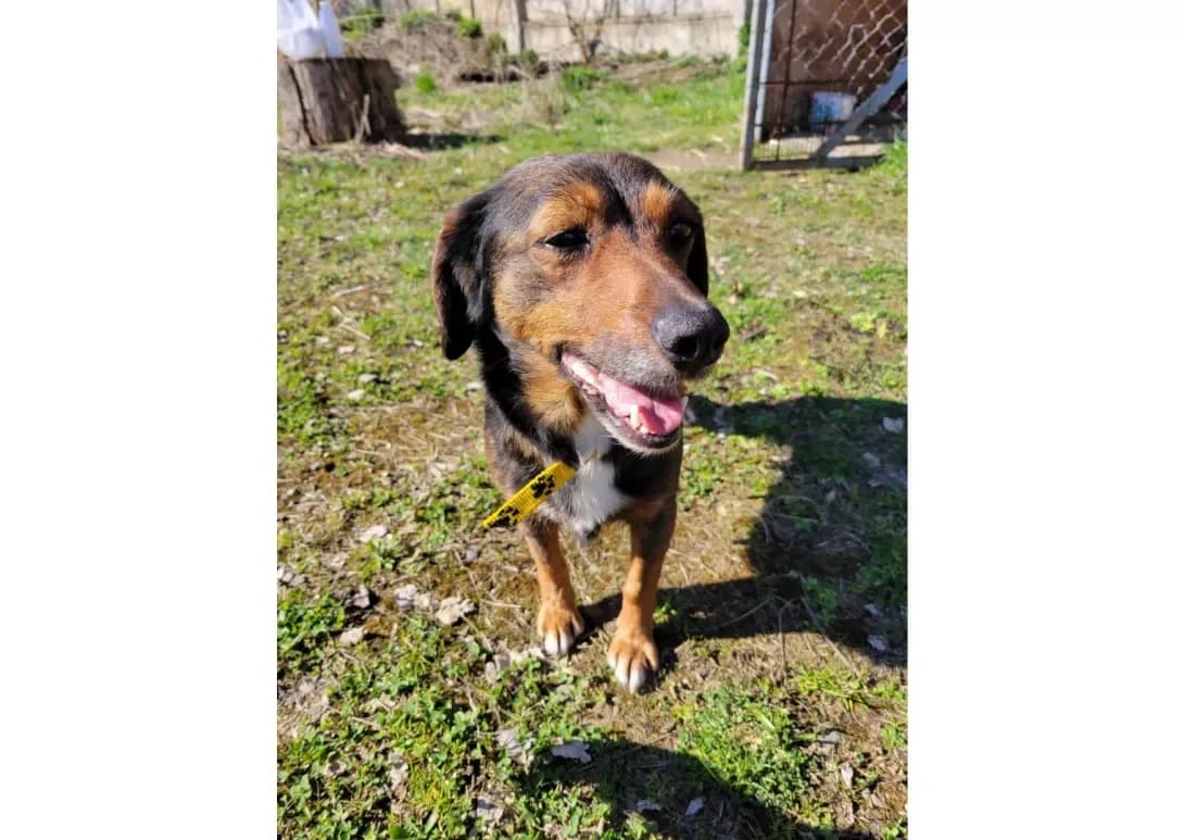 Sobachka (Собачка), female 3yo Mixed Breed for adoption at Happy Paw Lviv