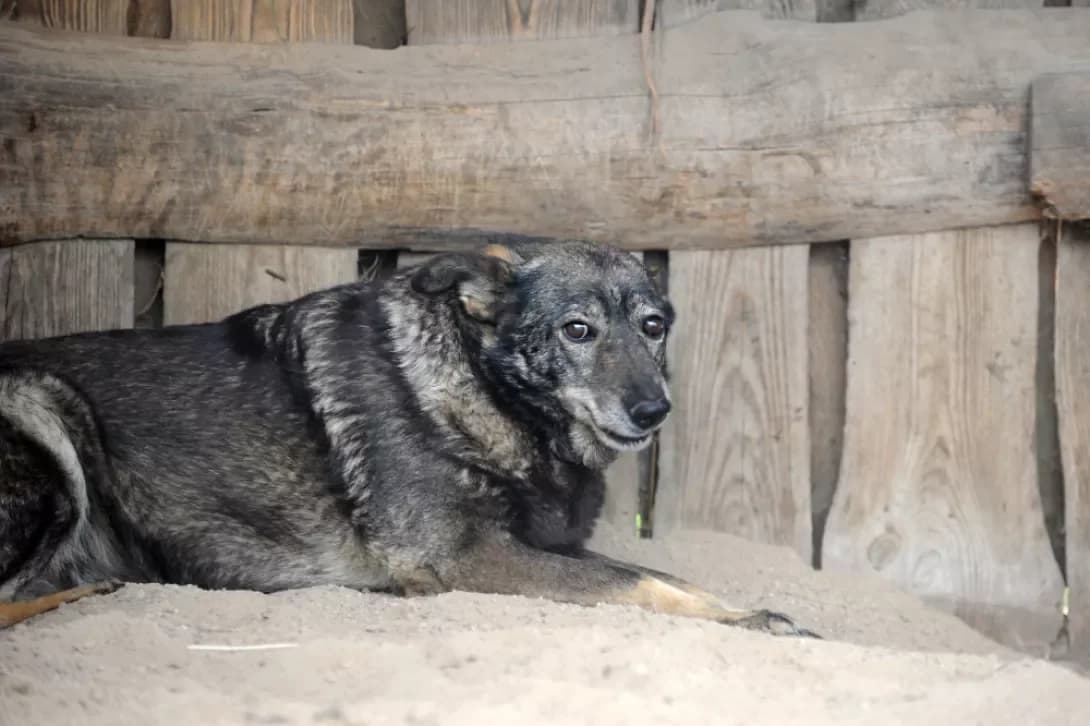 Chupito, black and grey  Mixed Breed for adoption at Arme Hunde – Gran Canaria, München