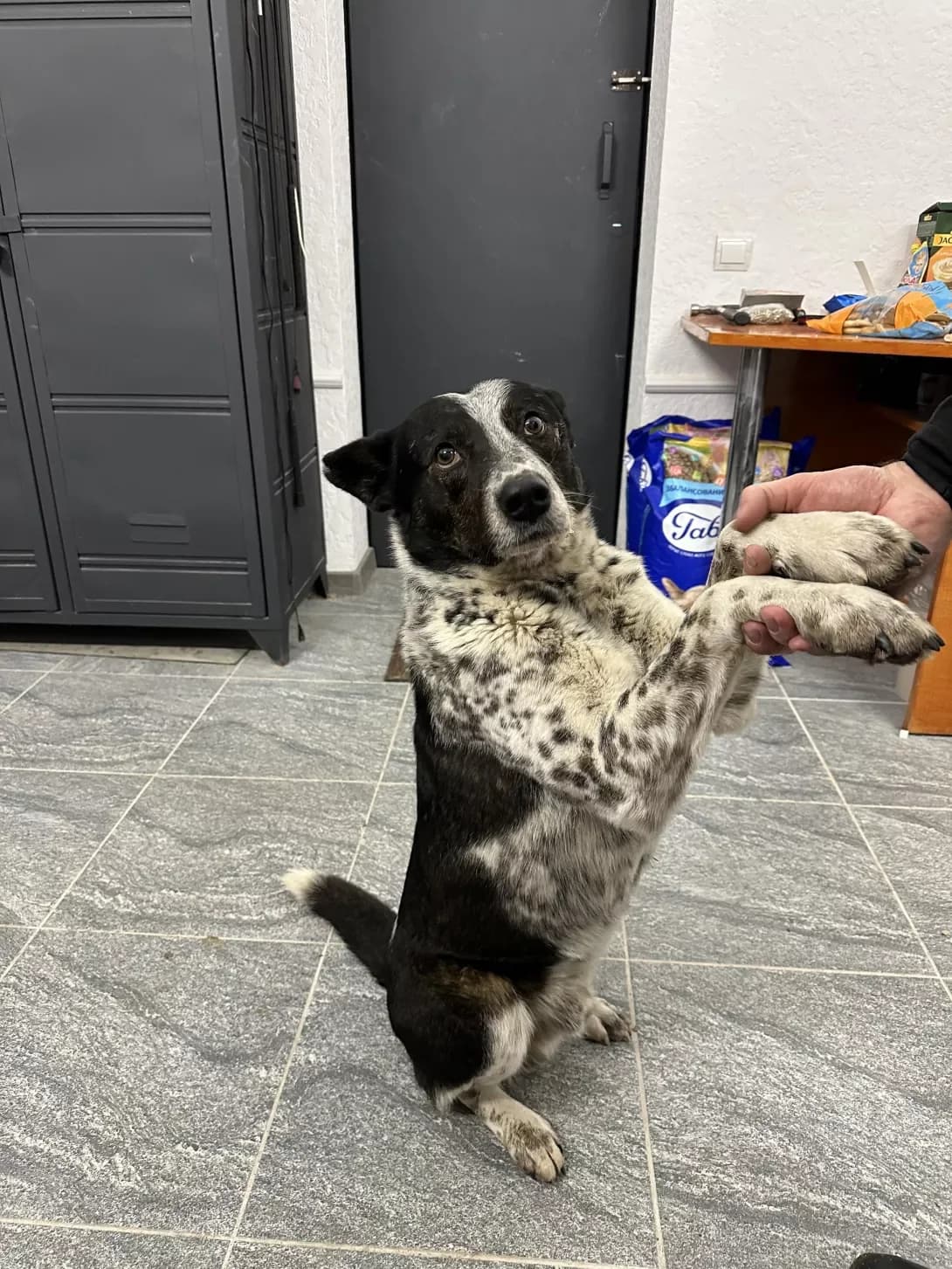 Pomidor (Помідор), male 6yo Mixed Breed for adoption at Happy Paw Kyiv