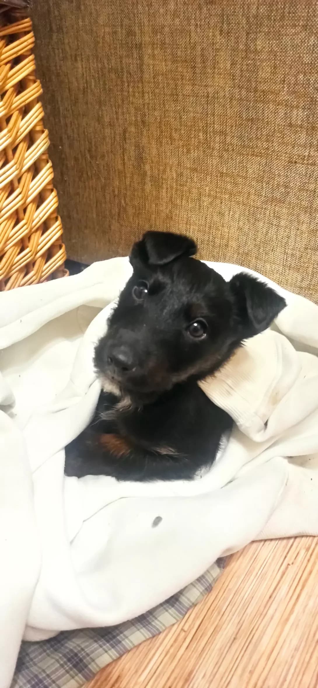 Padma (Падма), male young Mixed Breed for adoption at Happy Paw Kyiv
