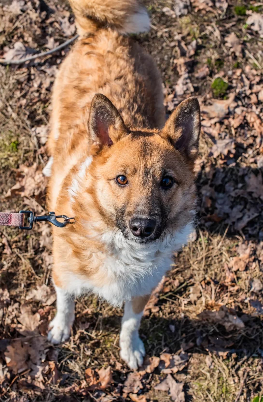 Boba (Боба), male 3yo Mixed Breed for adoption at Happy Paw Kyiv
