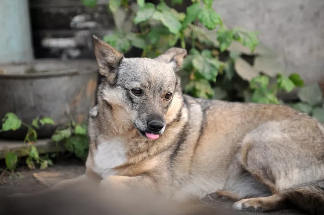 Matti, grey  Mixed Breed for adoption at Arme Hunde – Gran Canaria, München